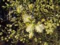 Salix caprea blossom close-up, macro photo seasonal, april