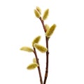 Salix caprea goat willow, also known as the pussy willow or great sallow. The first spring flowers that serve as food for bees Royalty Free Stock Photo