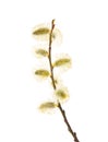 Salix caprea goat willow, also known as the pussy willow or great sallow. The first spring flowers that serve as food for bees Royalty Free Stock Photo