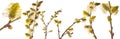 Salix caprea, goat willow, willow, great sallow Royalty Free Stock Photo