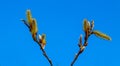 Salix caprea Pendula yellow and red Willow in bloom Royalty Free Stock Photo