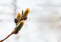 Salix caprea Pendula yellow and red Willow in blooms Royalty Free Stock Photo