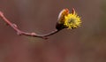 Salix caprea Pendula yellow and red Willow in blooms covered in pollen with fresh new growth Royalty Free Stock Photo