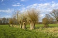 Salix caprea - willow grove