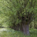 Salix caprea - willow grove