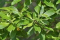 Salix carpea - the willow , branch with leaves Royalty Free Stock Photo