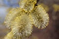Salix catkins. Willow branches with blooming yellow catkins Royalty Free Stock Photo