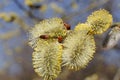 Salix catkins. Willow branches with blooming yellow catkins Royalty Free Stock Photo