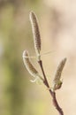 Salix cf babylonica weeping willow male flowers catkins with green buds in late winter or early spring Royalty Free Stock Photo