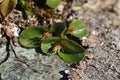 Salix herbacea, the dwarf willow, on stone Royalty Free Stock Photo