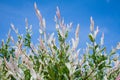 Salix integra 'Hakura Nishiki' Royalty Free Stock Photo