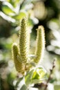 Salix lanata female flower