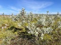 Salix lapponum L. family Salicaceae. Willow of Lapland in the mountains of the Northern Urals Royalty Free Stock Photo