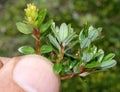 Salix lindleyana, Himalayan Native, low shrub with yellow flowers