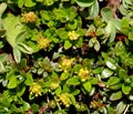 Salix lindleyana, Himalayan Native, low shrub with yellow flowers