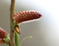 Salix purpurea (purple willow) Royalty Free Stock Photo