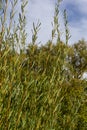 Salix purpurea purple willow or osier is a species of Salix native to most of Europe. Purple willow catkin, Salix purpurea Royalty Free Stock Photo