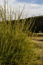 Salix purpurea purple willow or osier is a species of Salix native to most of Europe. Purple willow catkin, Salix purpurea Royalty Free Stock Photo