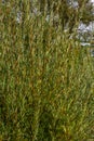 Salix purpurea purple willow or osier is a species of Salix native to most of Europe. Purple willow catkin, Salix purpurea Royalty Free Stock Photo