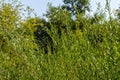 Salix purpurea purple willow or osier is a species of Salix native to most of Europe. Purple willow catkin, Salix purpurea Royalty Free Stock Photo