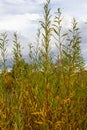 Salix purpurea purple willow or osier is a species of Salix native to most of Europe. Purple willow catkin, Salix purpurea Royalty Free Stock Photo