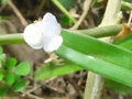 Sall Flower is white are so beautiful in nature Royalty Free Stock Photo