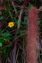 Yellow flowers beside country road .nature Royalty Free Stock Photo