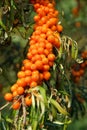 Sallow thorn Royalty Free Stock Photo