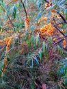 Sallow thorn with ripe orange berries growing in the north of Germany Royalty Free Stock Photo