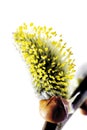 Sallow, willow catkins, close-up