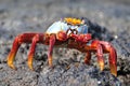 Sally Lightfoot Crab