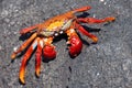 Sally Lightfoot Crab