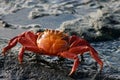 Sally Lightfoot Crab Royalty Free Stock Photo