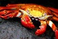 Sally Lightfoot Crab Royalty Free Stock Photo