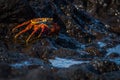 Sally Lightfoot crab beside black rock pool Royalty Free Stock Photo