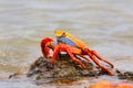 Sally lightfoot crab on Chinese Hat island, Galapagos National P Royalty Free Stock Photo