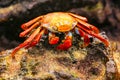 Sally lightfoot crab on Chinese Hat island, Galapagos National P Royalty Free Stock Photo