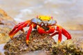 Sally lightfoot crab on Chinese Hat island, Galapagos National P Royalty Free Stock Photo