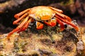 Sally lightfoot crab on Chinese Hat island, Galapagos National P Royalty Free Stock Photo