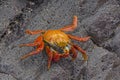 Sally Lightfoot Crab on a coastal Rock Royalty Free Stock Photo