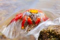 Sally lightfoot crab covered by wave on Chinese Hat island, Gala Royalty Free Stock Photo