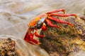 Sally lightfoot crab feeding on Chinese Hat island, Galapagos Na Royalty Free Stock Photo