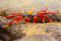 Sally lightfoot crab feeding on Chinese Hat island, Galapagos Na Royalty Free Stock Photo