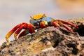 Sally lightfoot crab feeding on Chinese Hat island, Galapagos Na Royalty Free Stock Photo