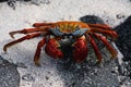 Sally lightfoot crab, Galapagos Royalty Free Stock Photo