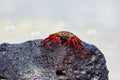 Sally lightfoot crab on Galapagos