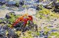 Sally Lightfoot Crab in the Galapagos