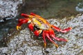 Sally Lightfoot Crab in Galapagos island Royalty Free Stock Photo