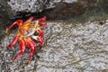 Sally Lightfoot Crab in Galapagos island Royalty Free Stock Photo