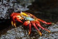 Sally Lightfoot Crab in Galapagos islands, Ecuador Royalty Free Stock Photo